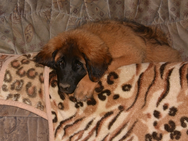 Leonberger puppy for sale