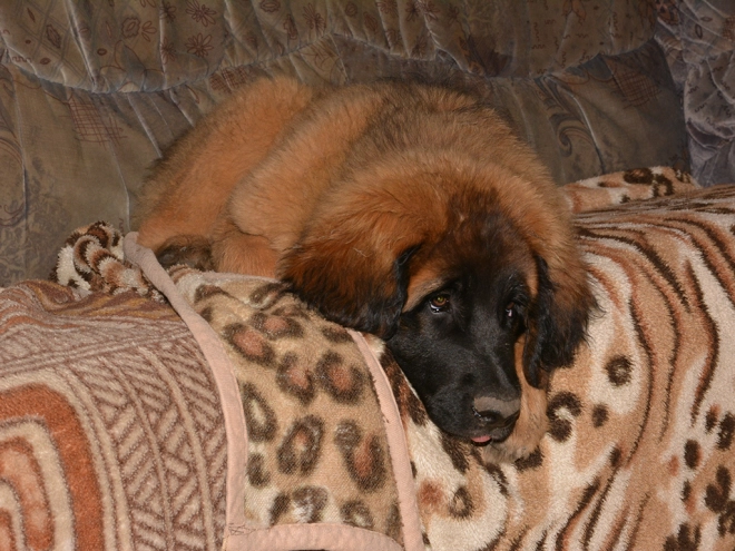 Leonberger puppy for sale