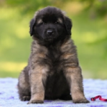 Rezi, red Leonberger Welpen kaufen