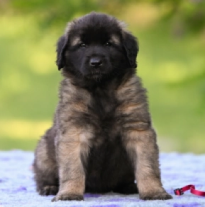 Leonberger puppy for sale