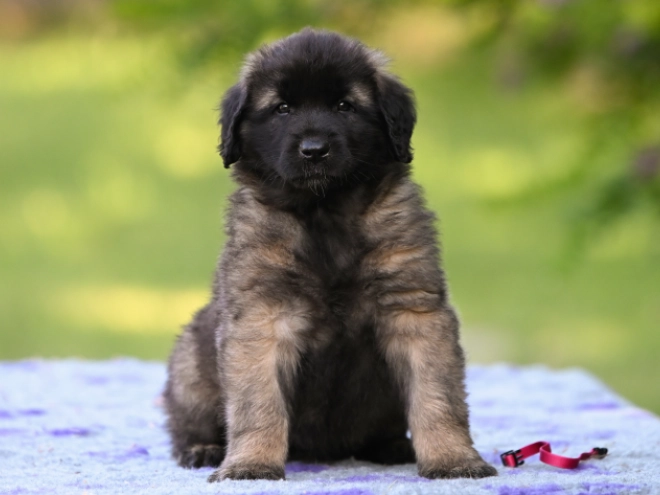 Leonberger puppy for sale
