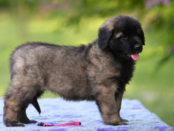 Leonberger puppy for sale
