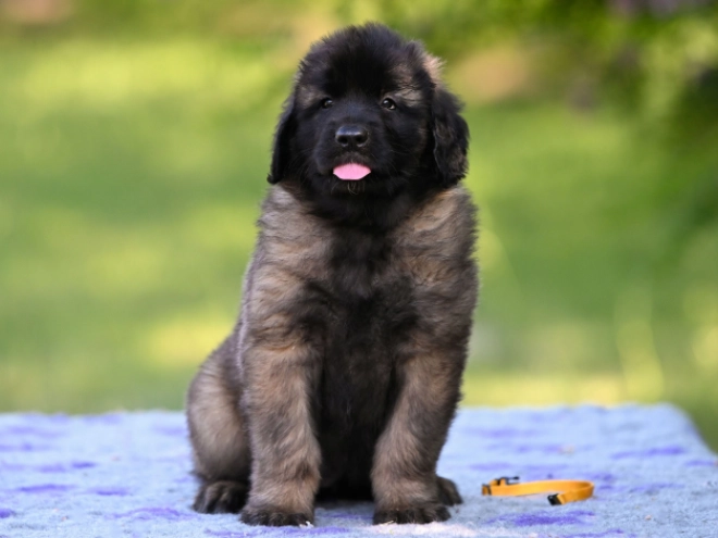 Leonberger Welpe kaufen