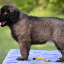 Ribana, red Leonberger Welpen kaufen