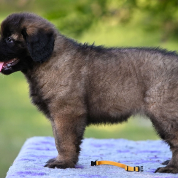 Mountain Dog Puppy Leonberger Puppies For Sale Kennels Leonberger