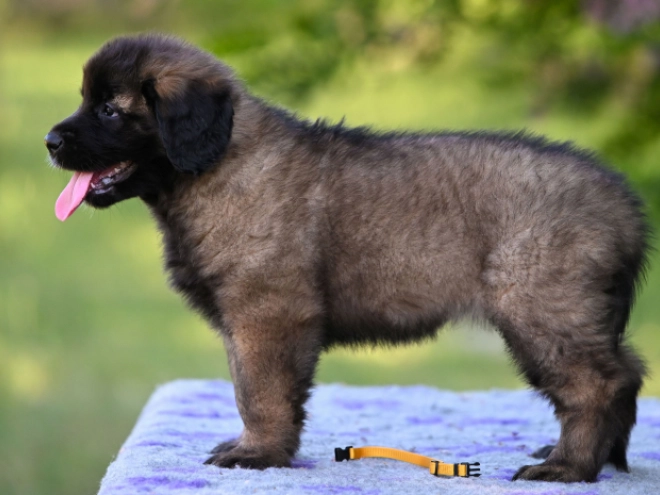 Leonberger Welpe kaufen