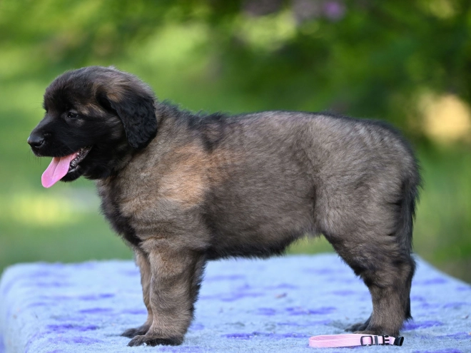 Leonberger puppy for sale