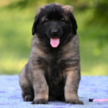 Rosina, red Leonberger Welpen kaufen