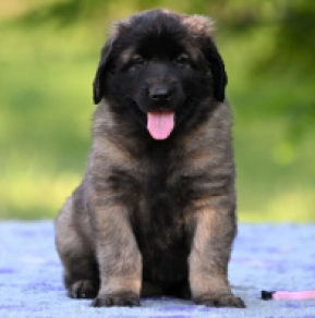 Leonberger puppy for sale