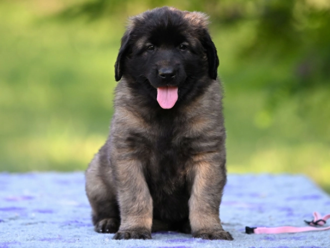 Leonberger puppy for sale