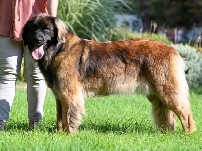 Leonberger puppy for sale