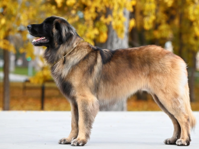 Leonberger puppy for sale
