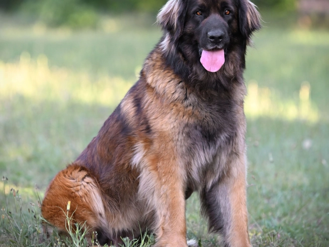 Leonberger puppy for sale