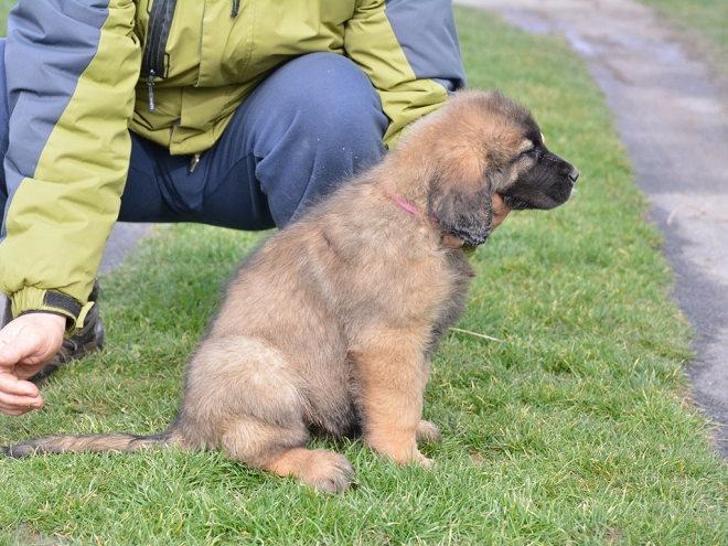 Leonberger puppy for sale