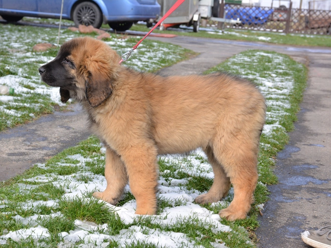 Leonberger puppy for sale