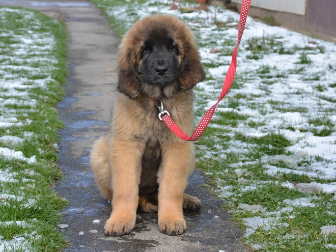 Leonberger puppy for sale