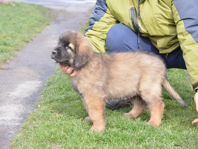 Leonberger puppy for sale