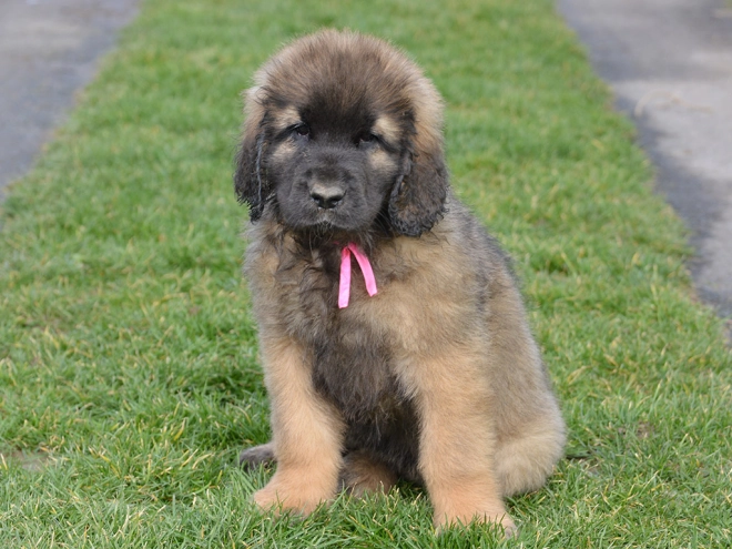 Leonberger puppy for sale