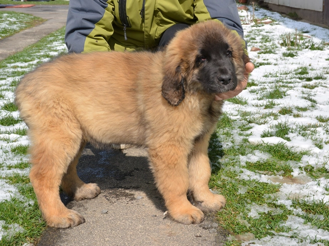 Leonberger puppy for sale