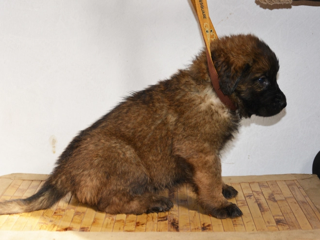 Leonberger Welpe zu verkaufen