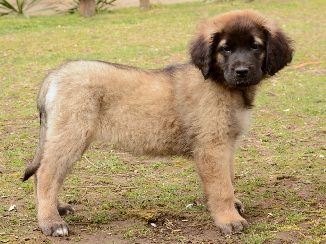 Leonberger Welpe zu verkaufen