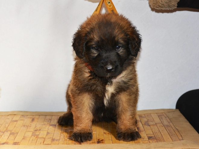 Leonberger Welpe zu verkaufen