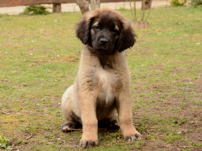 Leonberger Welpe zu verkaufen