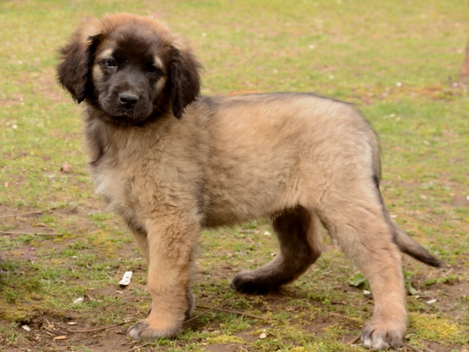 Leonberger Welpe zu verkaufen
