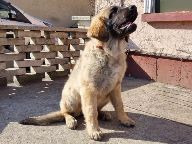 Leonberger puppy for sale