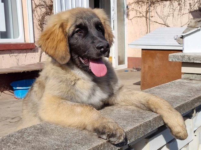 Leonberger puppy for sale
