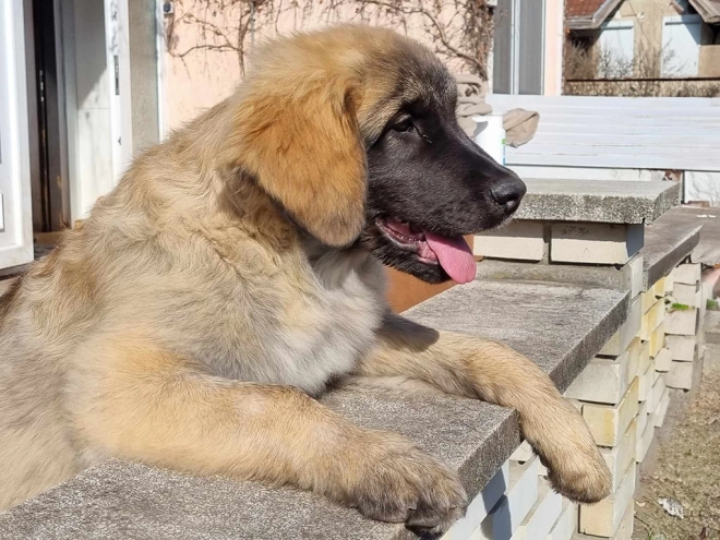 Leonberger puppy for sale