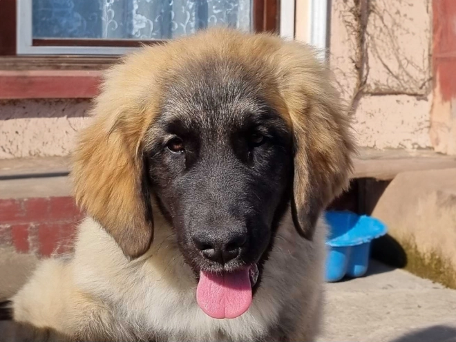 Leonberger puppy for sale