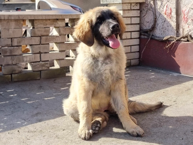 Leonberger puppy for sale