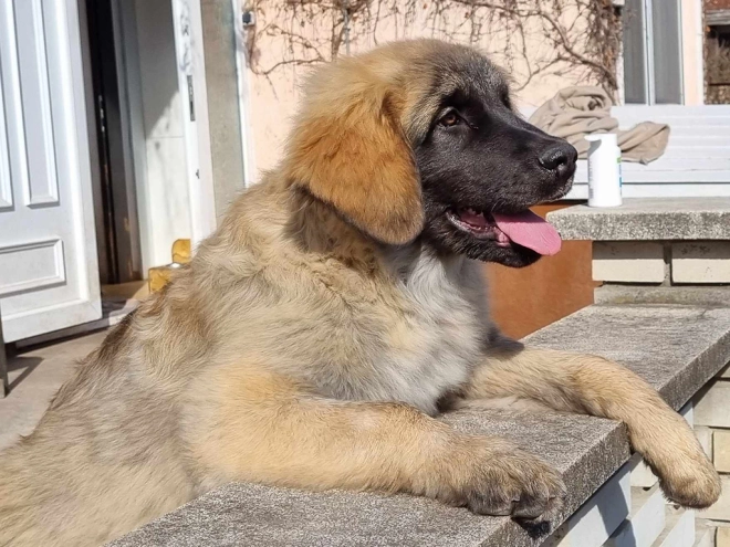 Leonberger puppy for sale