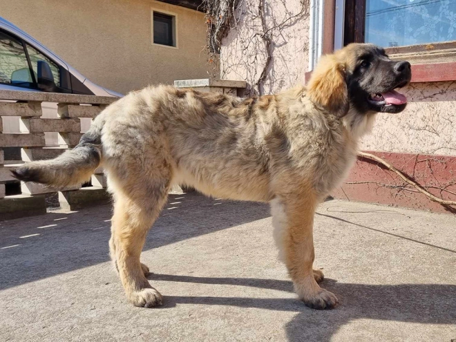 Leonberger puppy for sale