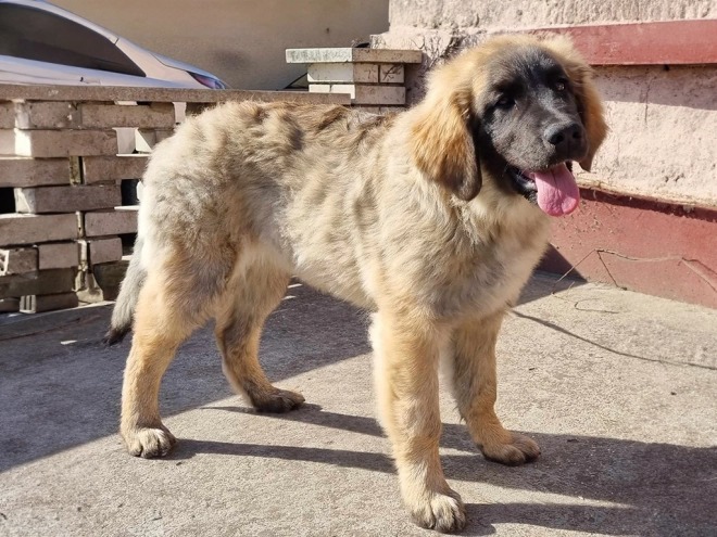 Leonberger puppy for sale