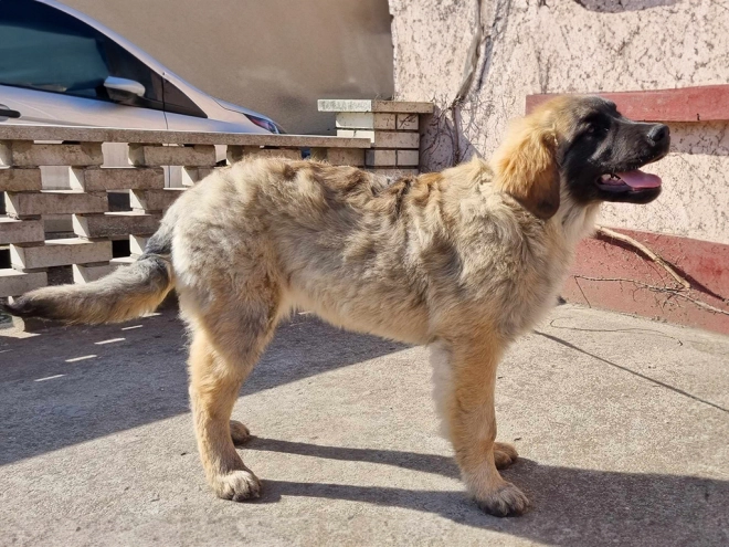 Leonberger puppy for sale