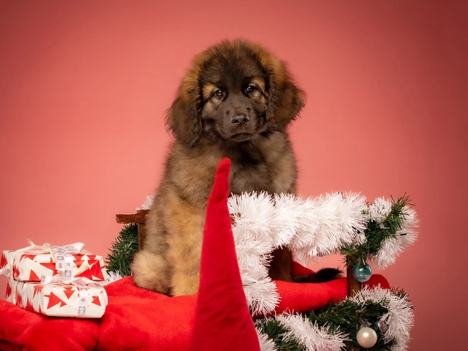 Leonberger puppy for sale