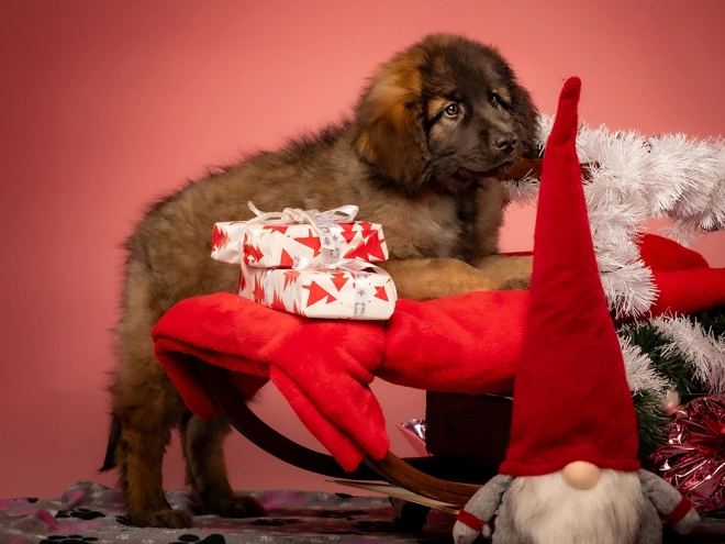 Leonberger puppy for sale