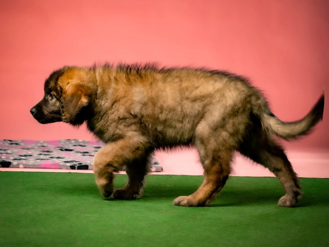 Leonberger puppy for sale