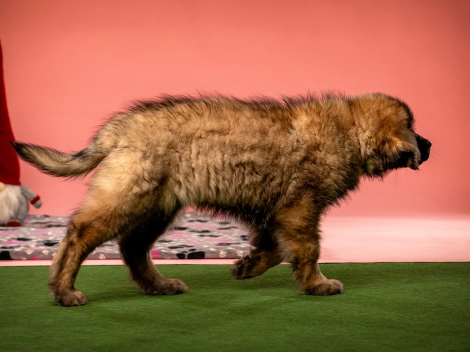 Leonberger puppy for sale