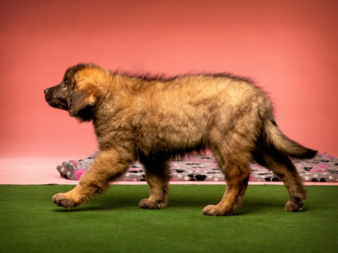 Leonberger puppy for sale