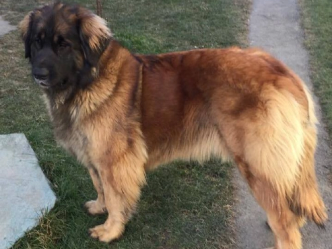 Leonberger puppy for sale