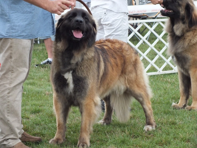 Leonberger puppy for sale