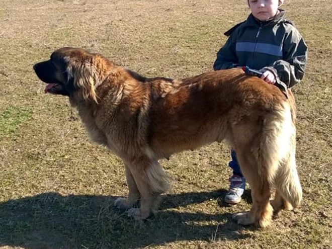 Leonberger Welpe zu verkaufen