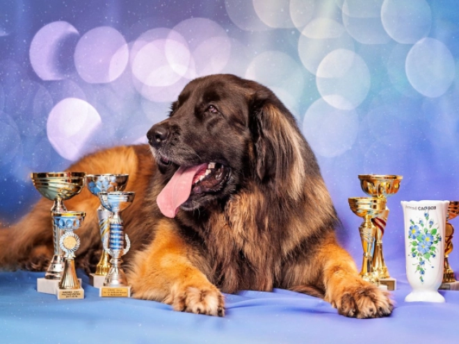 Leonberger puppy for sale