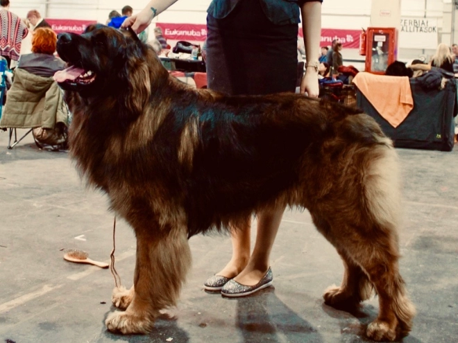 Leonberger puppy for sale