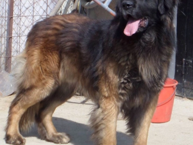 Leonberger Welpe zu verkaufen