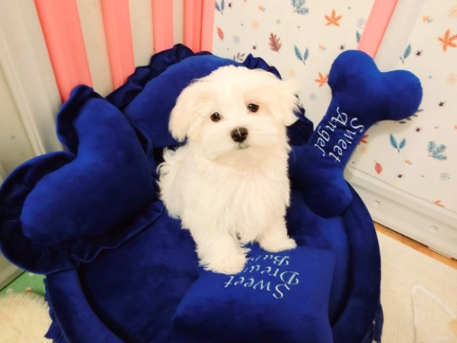 Perros Maltés en venta