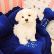Perros Maltés en venta